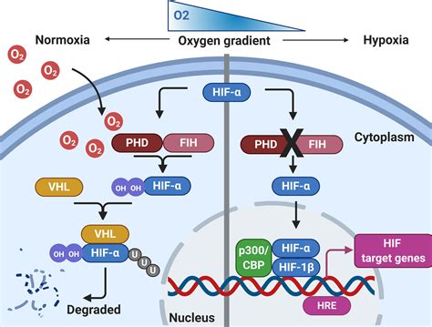 Frontiers Influence Of Hypoxia On The Epithelial Pathogen