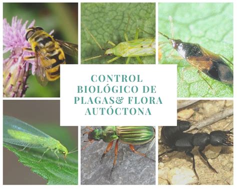 Futurcrop Cómo Favorecer La Biodiversidad Y El Control Biológico De Plagas