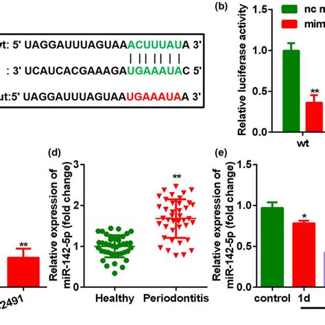 Circ 0062491 Targeted MiR 142 5p In PDLSCs A Bioinformatics