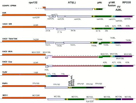 Identification And Characterization Of Three Immunodominant Structural