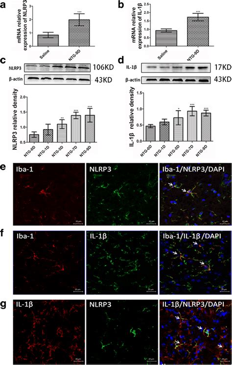 Repeated Ntg Administration Increased The Expression Of Nlrp And Il