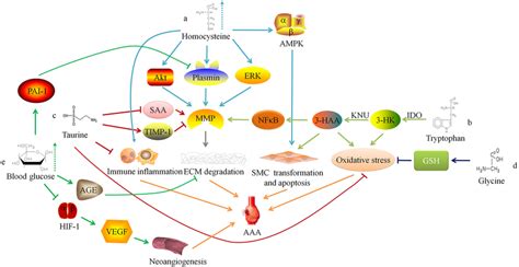 Relationship between amino acid and glucose metabolism and abdominal ...