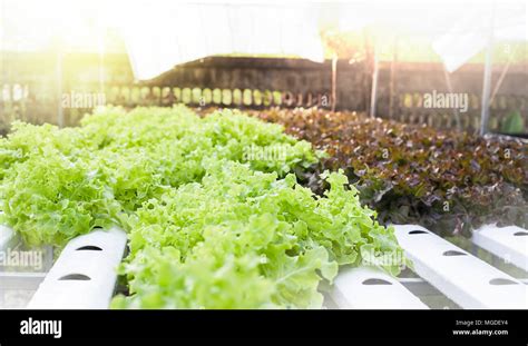 Hydroponics Method Of Growing Plants In Water Without Soil