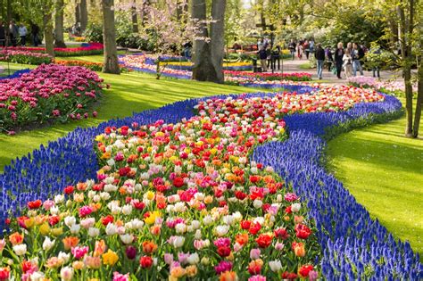 Keukenhof and its famous tulips with transfers from Amsterdam - Holland ...