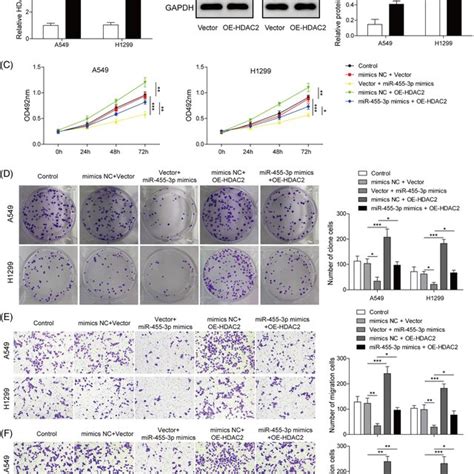 Crnde Silencing Suppressed The Proliferation And Invasion Of Nsclc