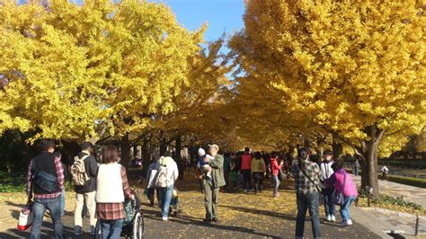 都内でも絶景！“意外と知らない”東京の紅葉スポット25選【2024】 トラベルjp 旅行ガイド