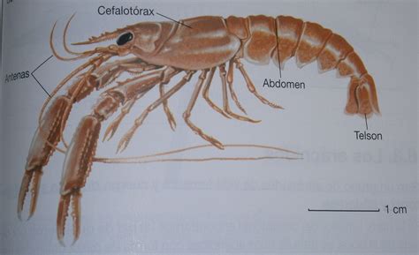 1los Crustáceos Son Un Grupo De Artrópodos Principalmente Acuáticos