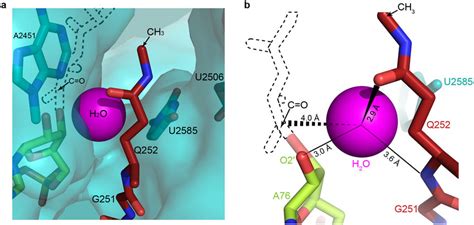 The Catalytic Pocket Of The PTC In Translation Termination Catalytic