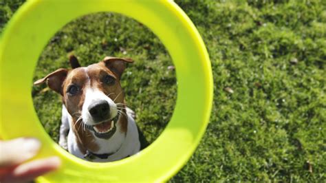 Los científicos han descubierto que los perros son más inteligentes de