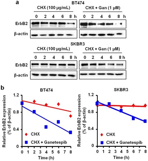 Ganetespib Decreases The Protein Stability And Half Life Of Erbb In