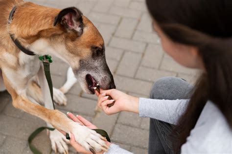 Qué enfermedades transmiten los perros a las personas