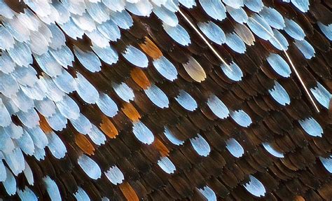 Papilio Glaucus Test Image Eastern Free Photo Rawpixel