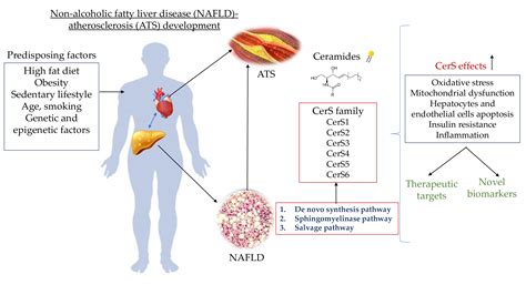 Diagnostics Free Full Text Involvement Of Ceramides In Non