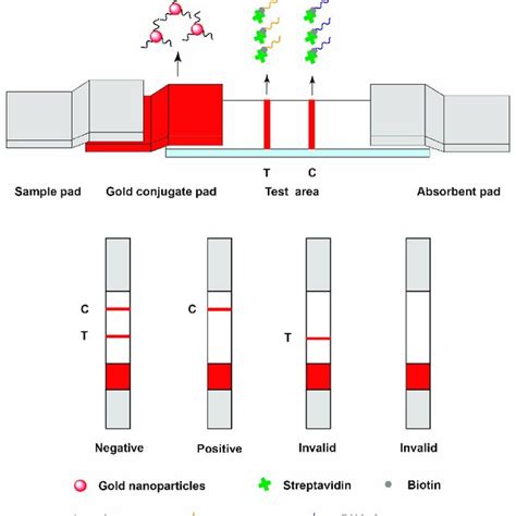 Schematic Illustration Of Aptamer Based Lateral Flow Strip For Download Scientific Diagram