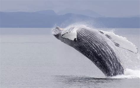 59 Best Alaska Tours with Wildlife Viewing for 2025-2026