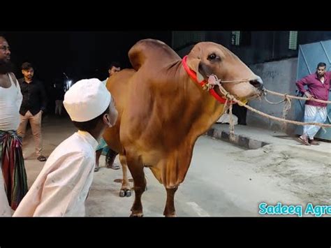 Brahman Cattle X Sahiwal Showdown Sadeeq Agro Printed Bull