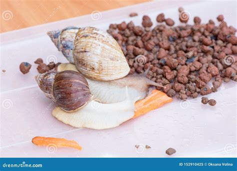 Two Beautiful Brown Achatina Snails With A Spiral Shell Crawling On The