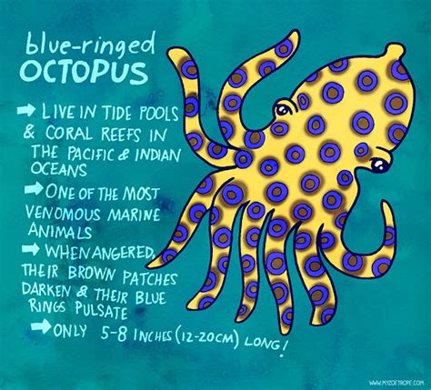 My Zoetrope: 186: Blue-Ringed Octopus