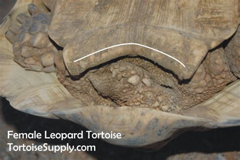 Sexing Your Tortoise How To Determine The Sex Of Your Tortoise Tortoise Tail Photos