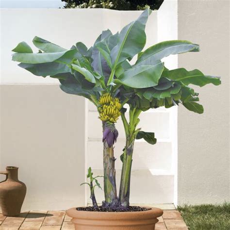 How To Grow A Banana Tree Plant Banana Tree Plant Care Guide