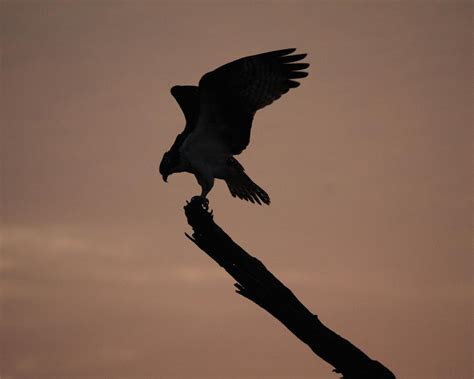 Hawk Silhouette Photograph By Jeffrey Burns Fine Art America