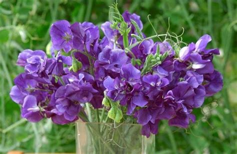 Lathyrus Odoratus King Size Navy Blue Muller Seeds