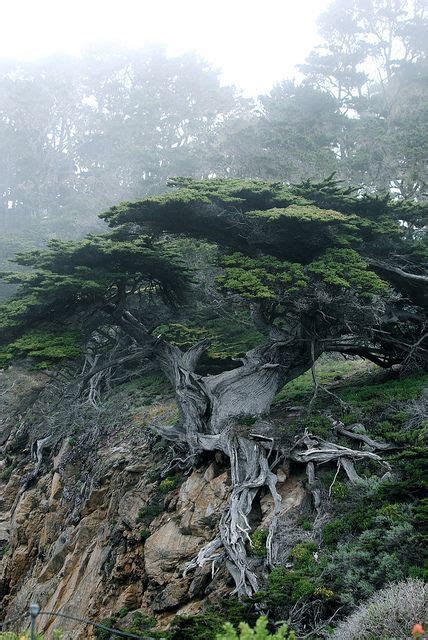 A Very Tall Tree On The Side Of A Mountain