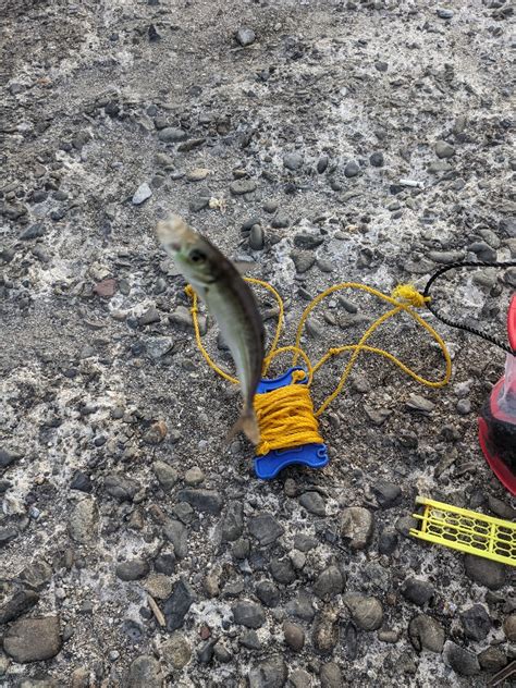 鯵釣り 和歌山県 雑賀崎 その他餌釣り サバ 陸っぱり 釣り・魚釣り 釣果情報サイト カンパリ