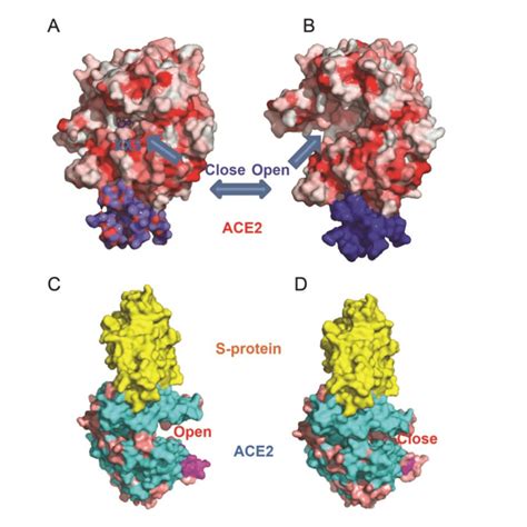 Open/Closed state of ACE2 and S-protein binding. (A) Closed state when ...