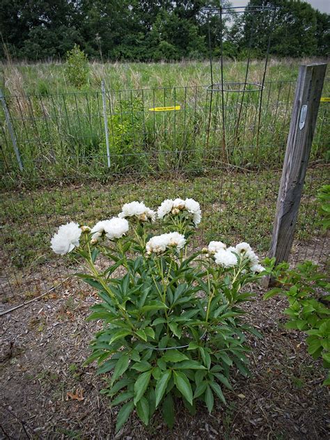 Peony A B Franklin W Lactiflora N Peony A B Fra Flickr