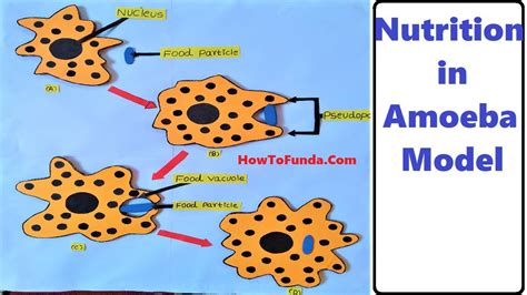 Nutrition In Amoeba Model Making Science Project Diy Howtofunda