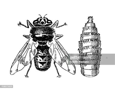 Bot Fly Photos And Premium High Res Pictures Getty Images