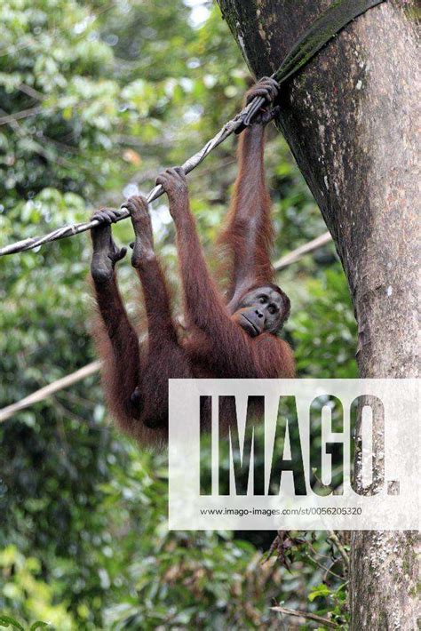 Borneo Orang Utan Pongo Pygmaeus Adult Weiblich An Liane Sepilok