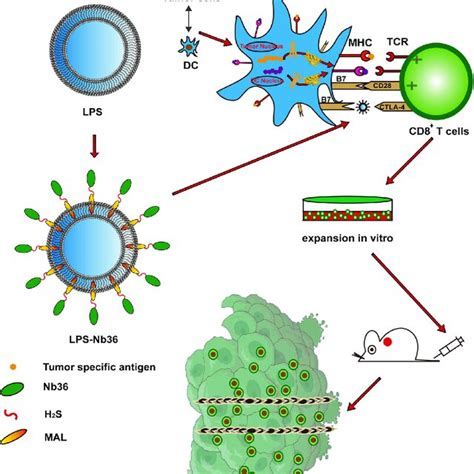 Therapy Strategy With DC Tumor Fusion LPS Nb36 Treatment DC Tumor