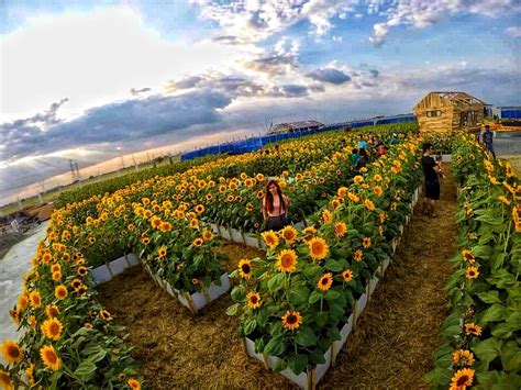 Flower Garden In Metro Manila Best Flower Site