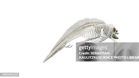 Dolphins Skeletal System Illustration High Res Vector Graphic Getty