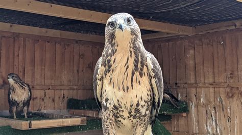 Reduced 2021 Common Buzzards Ready Now Falconry Emporium