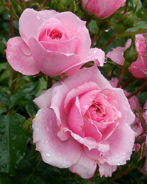 Several Pink Roses With Water Droplets On Them