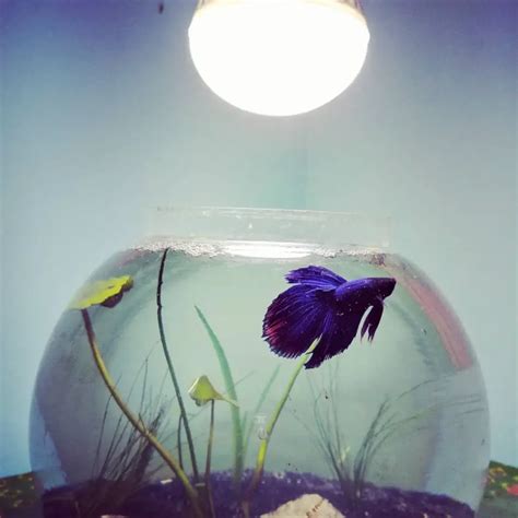 Creative And Unique Betta Fish Bowl Ideas 2024 AngryFishes