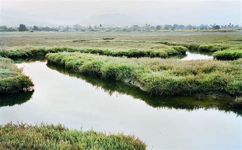 Life On The Edge The Carpinteria Salt Marsh Opinion