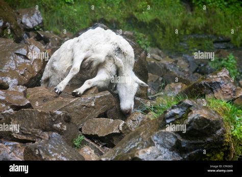 Dead Sheep Hi Res Stock Photography And Images Alamy