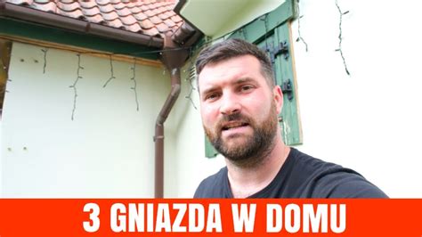 Gniazdo Os I Szerszeni W Jednym Domu Pogromca Szkodnik W