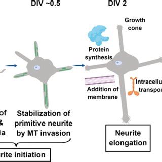 Schematic Of Cdk5 Signaling Mechanisms To Promote Neurite Elongation