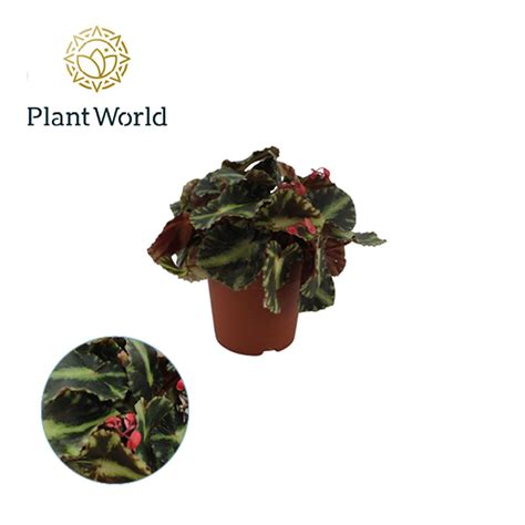Begonia Cleopatrae — Plant Wholesale Floraccess