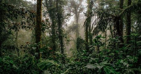 Bosques Sostenibles En Costa Rica Clave Para Mitigar Cambio Clim Tico