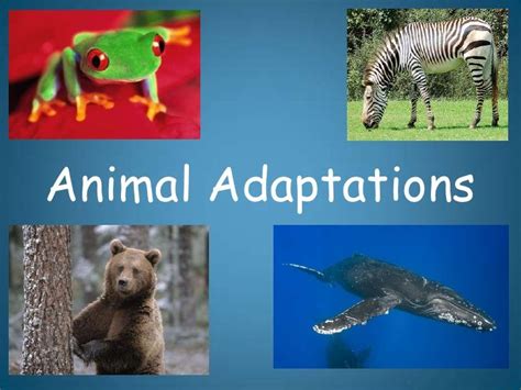 Top 10 Coolest Animal Adaptations Animals Can Derive A Lot Of Benefit ...