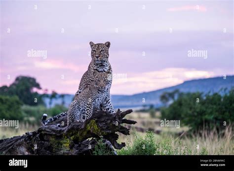 Female Leopard Panthera Pardus And Her Cub Aged Months Scanning