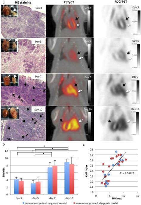 A Time Course Of Teratocarcinoma Formation Detected By F Fdg Pet