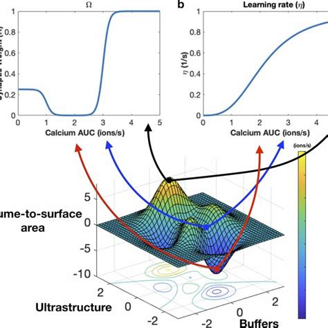 Biophysical Factors Can Impact Synaptic Weights Through Calcium