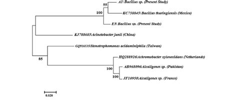 Molecular Phylogenetic Analysis By Maximum Likelihood Method